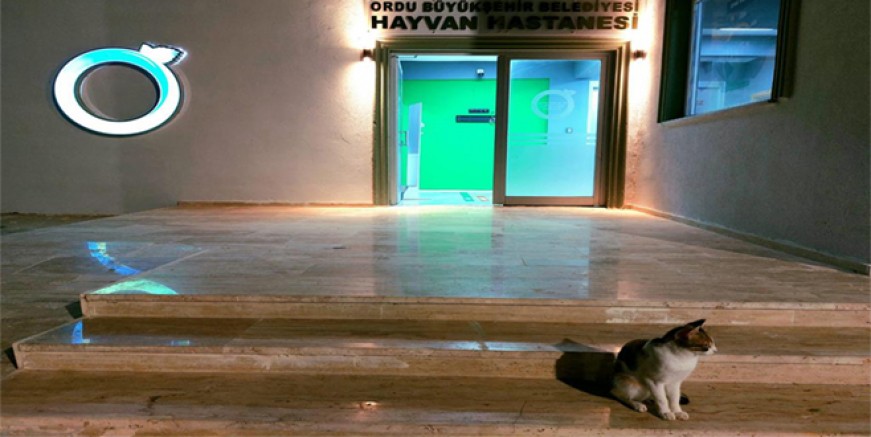BÜYÜKŞEHİR, ANTALYA’DAKİ PATİ CANLAR İÇİN SEFERBER OLDU