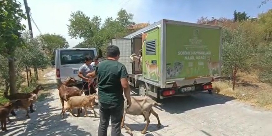 BÜYÜKŞEHİR HAYVANLAR İÇİN SEFERBER OLDU