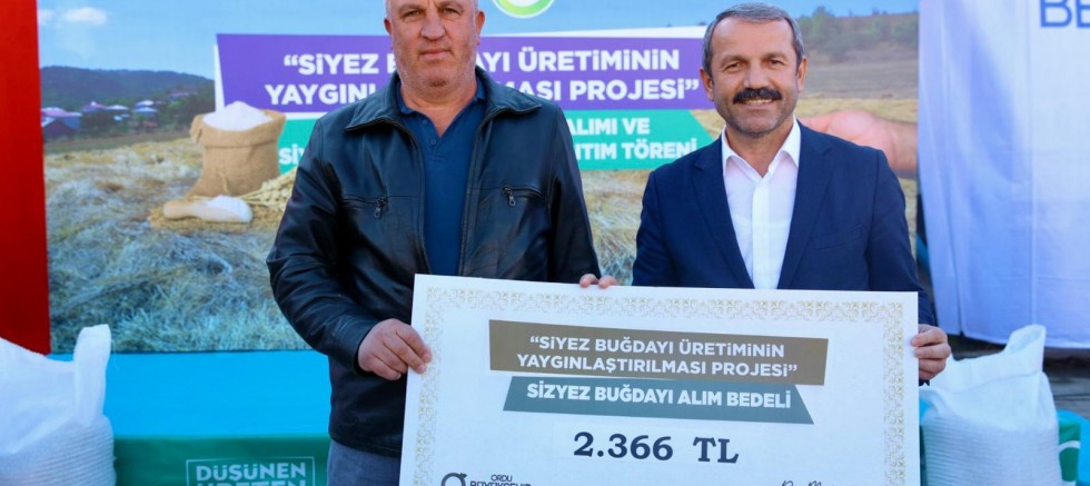 BÜYÜKŞEHİRİN SİYEZ BUĞDAYI ALIMLARI BAŞLADI 