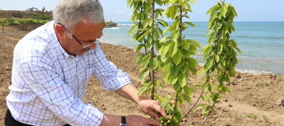 ÇÖP ALANI MEYVE BAHÇESİ OLUYOR 