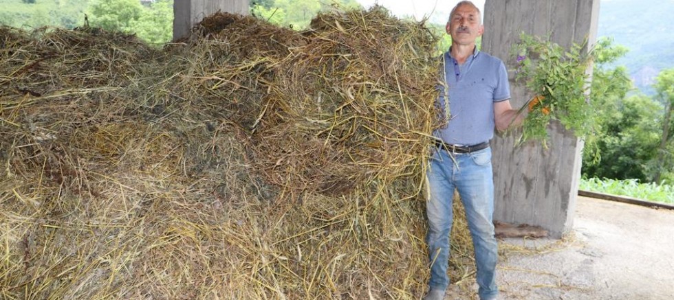 FINDIK BAHÇELERİ KABA YEM EKİM ALANINA DÖNÜŞTÜ