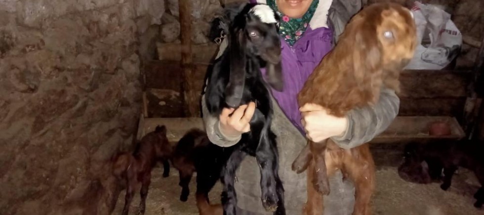 HALEP KEÇİLERİ YÜZ GÜLDÜRÜYOR