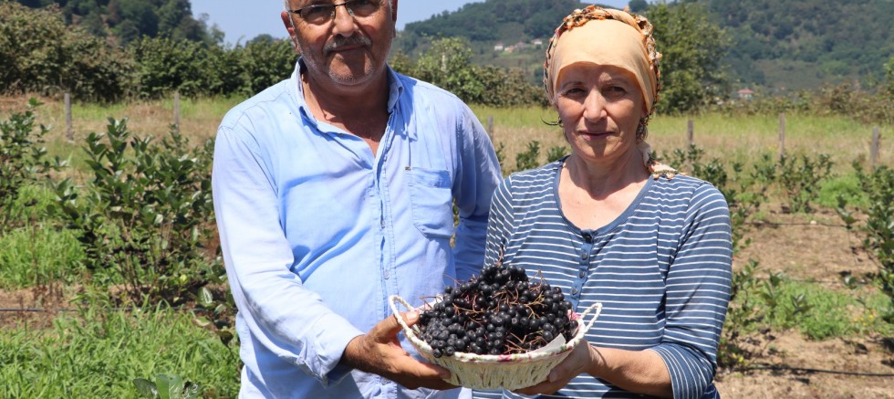 ORDU’DA ARONYA ÜRETİMİ YAYGINLAŞIYOR