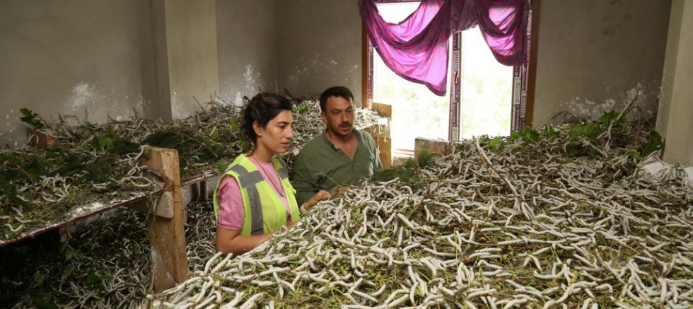 ORDU’DA İPEK BÖCEKÇİLİĞİNE OLAN İLGİ ARTTI