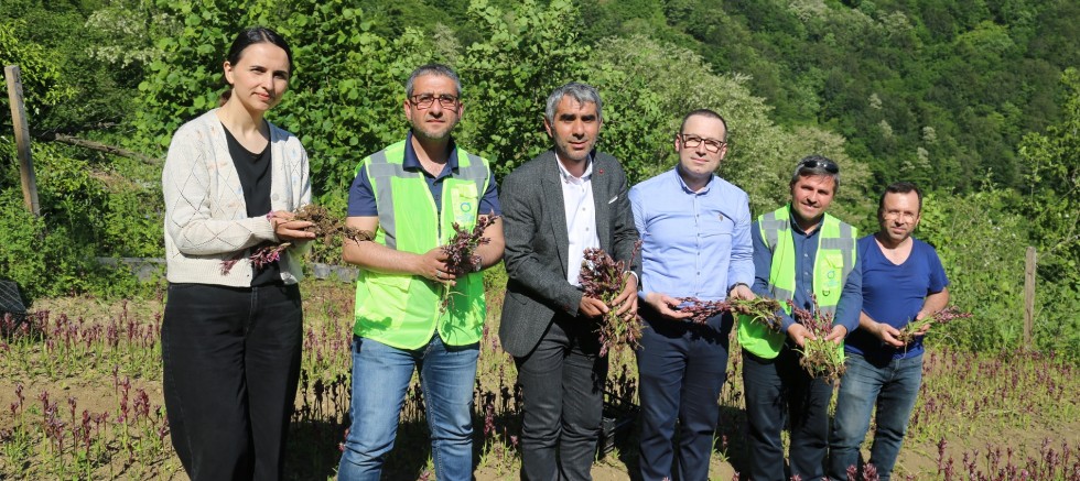 ORDU’DA SALEP HASADI BAŞLADI