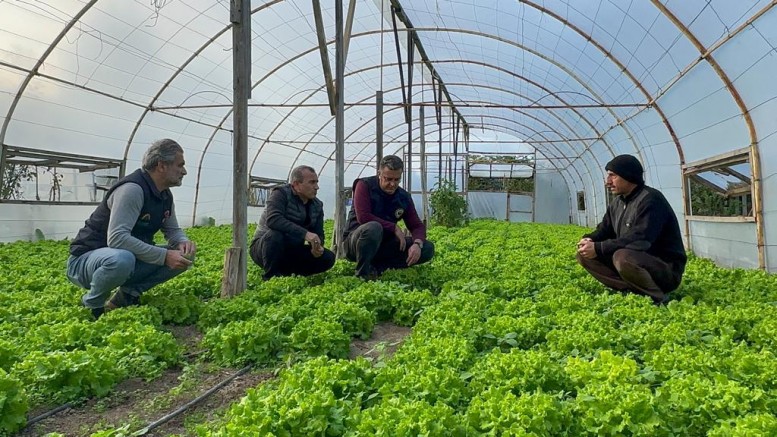 ORDU’DA SERACILIK YAYGINLAŞIYOR