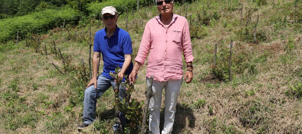 ORDU’DAKİ MAVİ YEMİŞ ALANLARI BÜYÜYOR