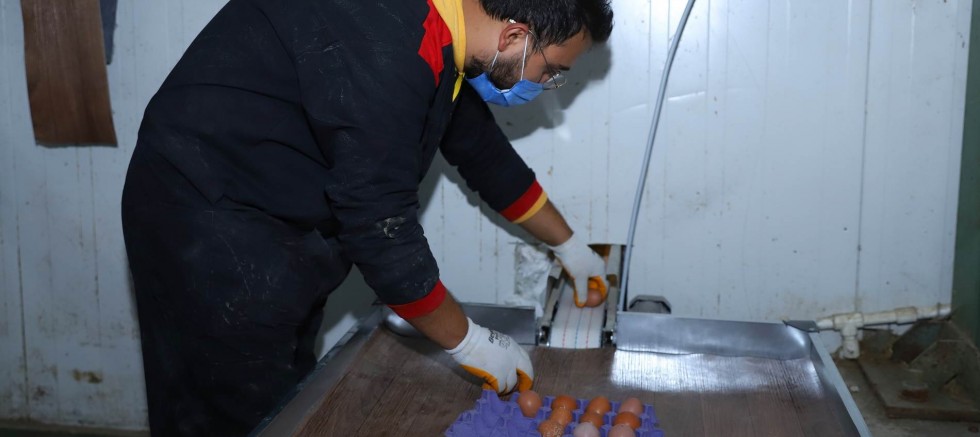 ORGANİK YUMURTA ÜRETİMİNE 2 MİLYON LİRA DESTEK
