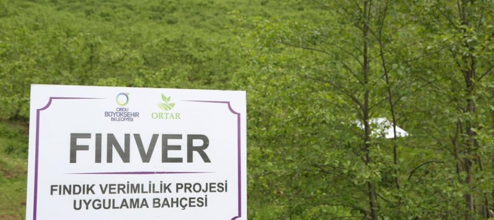ORTAR FINDIK BAHÇELERİNİ SİGORTALATTI