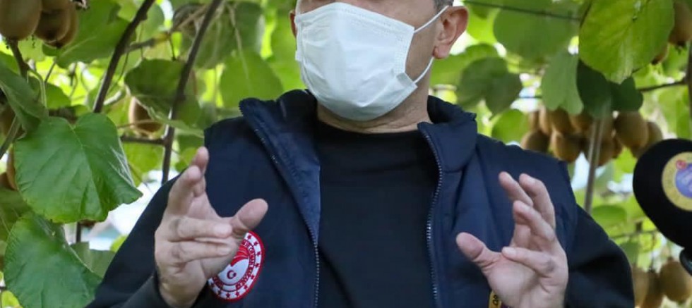 VALİ SONEL, KİVİ HASADINDA BULUNDU