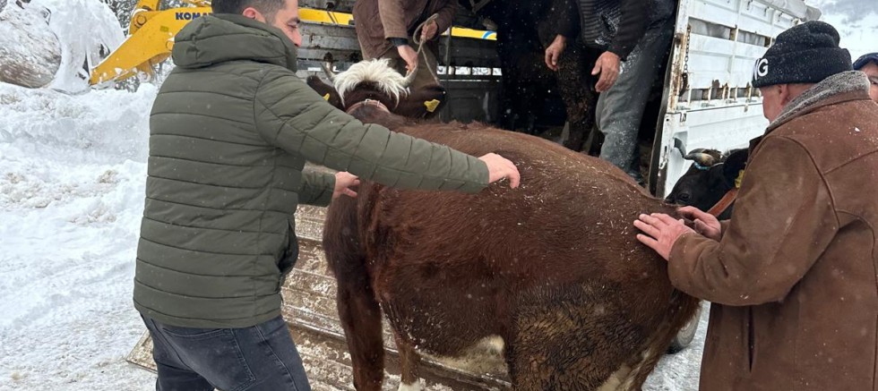 YAYLADA MAHSUR KALAN BESİCİLERİN YARDIMINA BÜYÜKŞEHİR KOŞTU